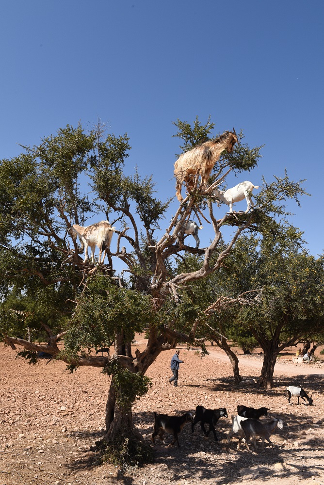 Argan trees www.visitmorocco.comMoroccan National Tourist Office. 1