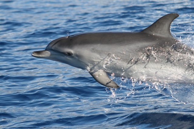 Dolphin watching 2 Credit Rota dos Cetaceos