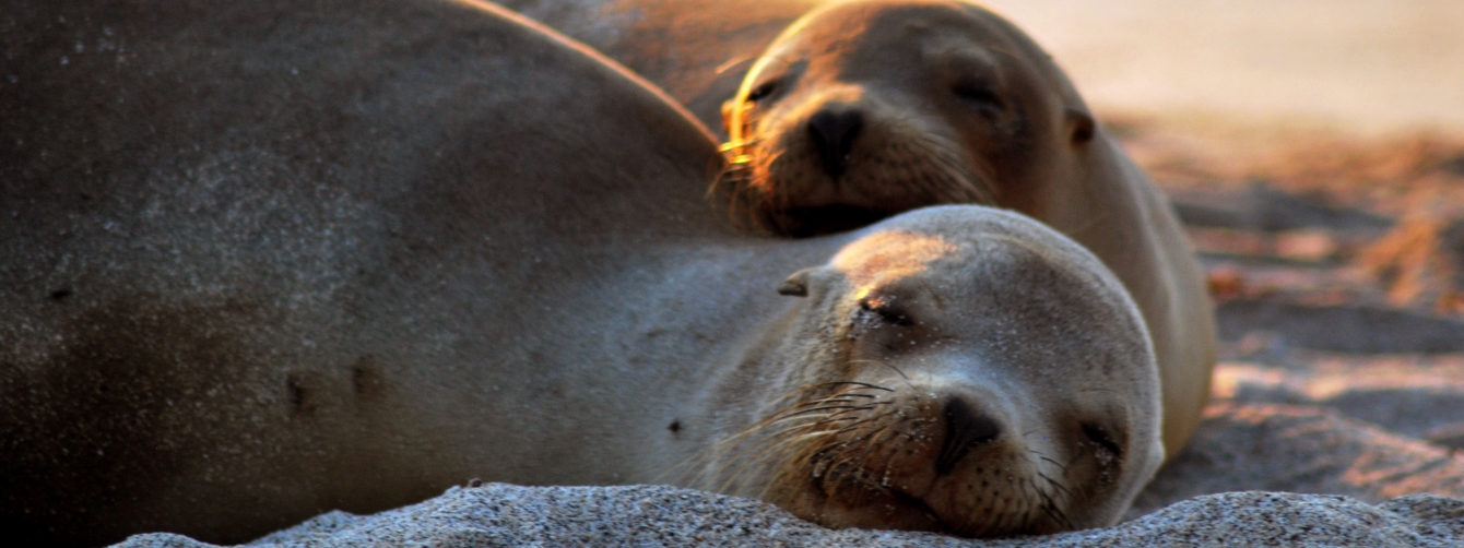 Family holidays to The Galapagos Islands