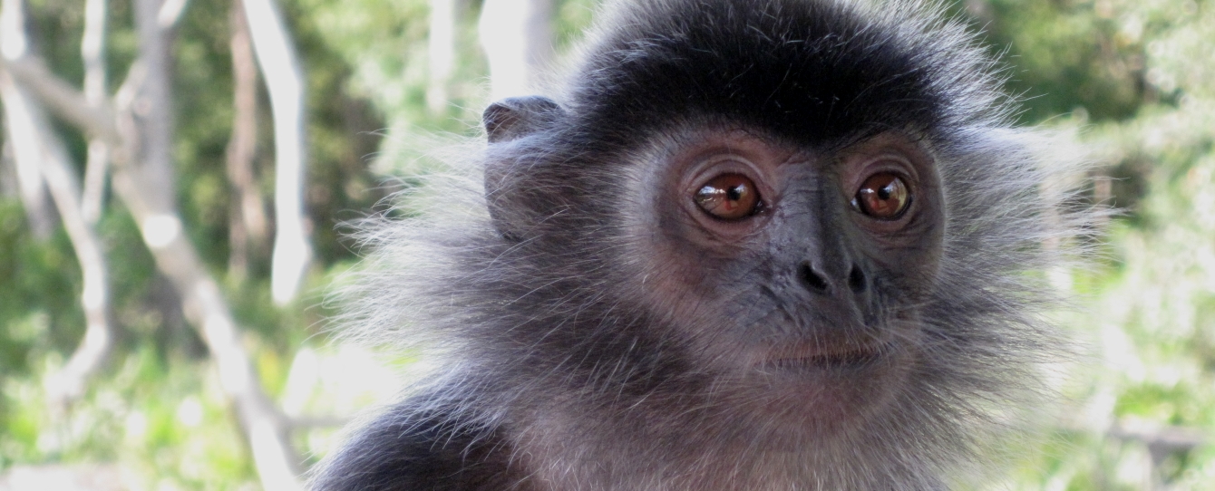 Family holidays in Borneo