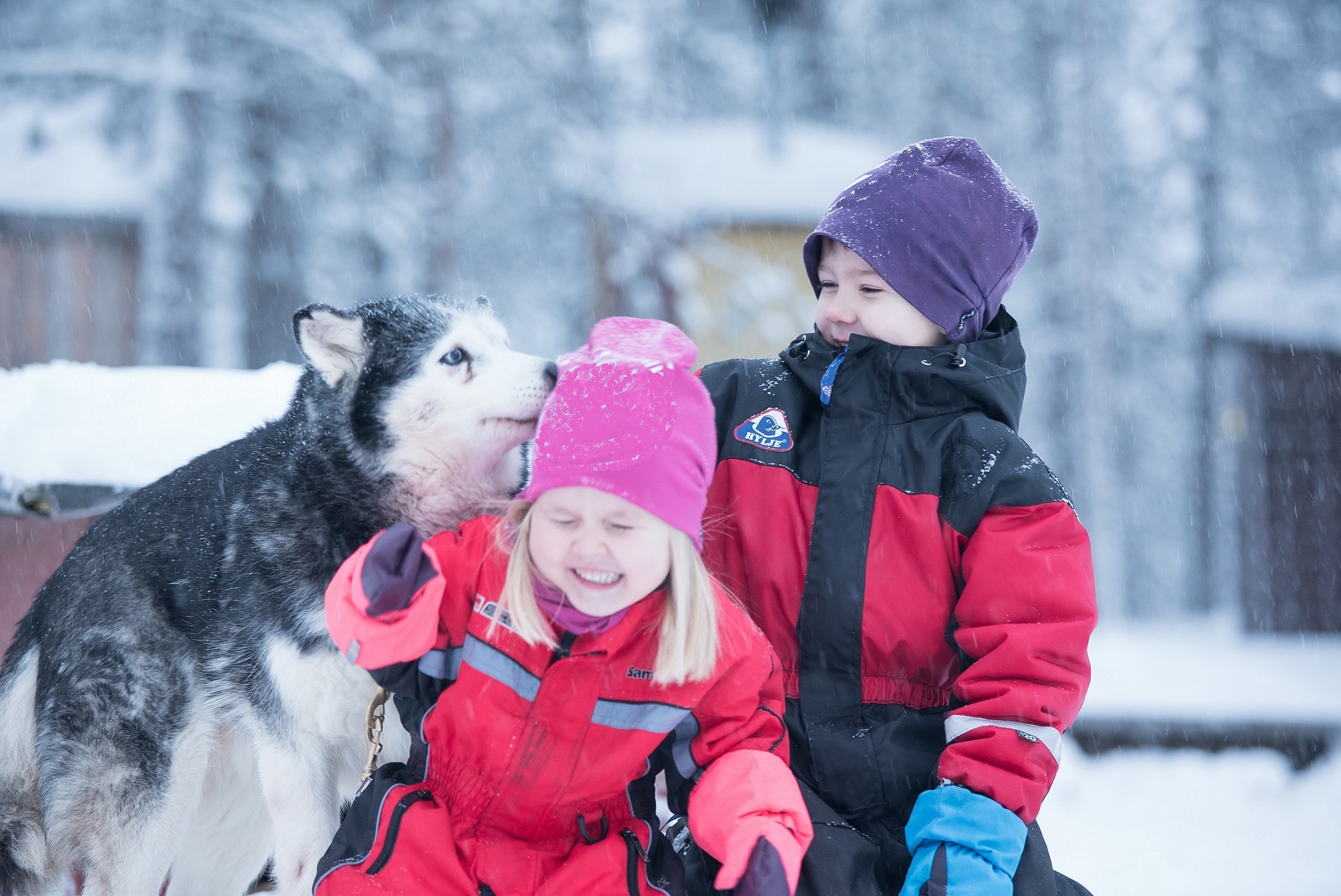 Antti Pietikainen husky