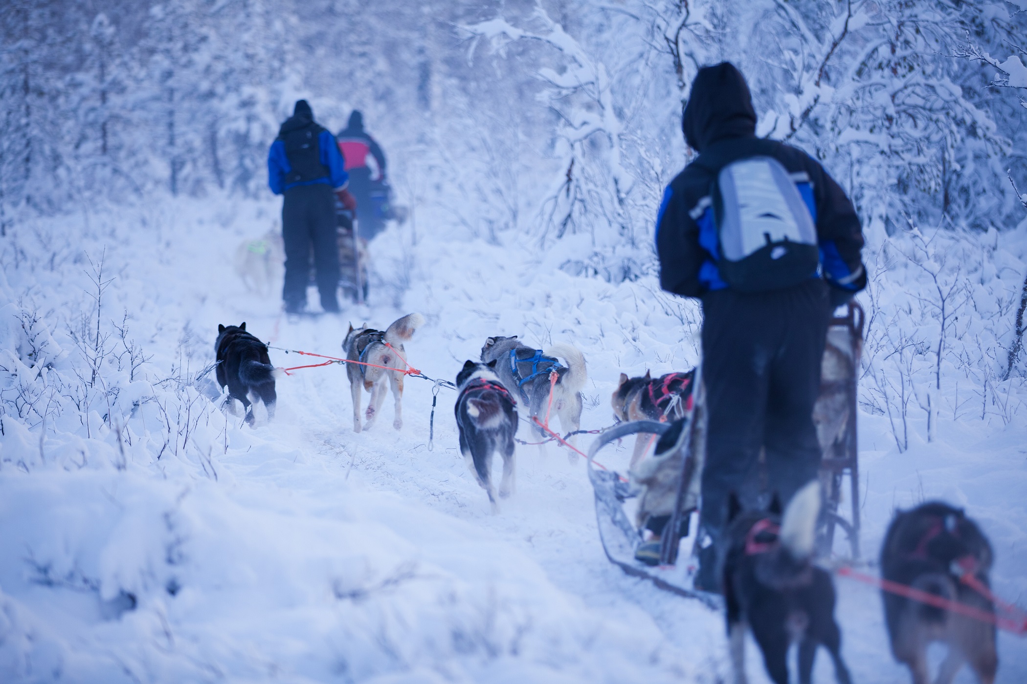 Antti Pietikainen husky5