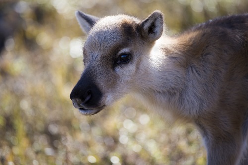 Kevät vasanmerkkuu 4 LapinMateriaalipankki TerhiTuovinen resize