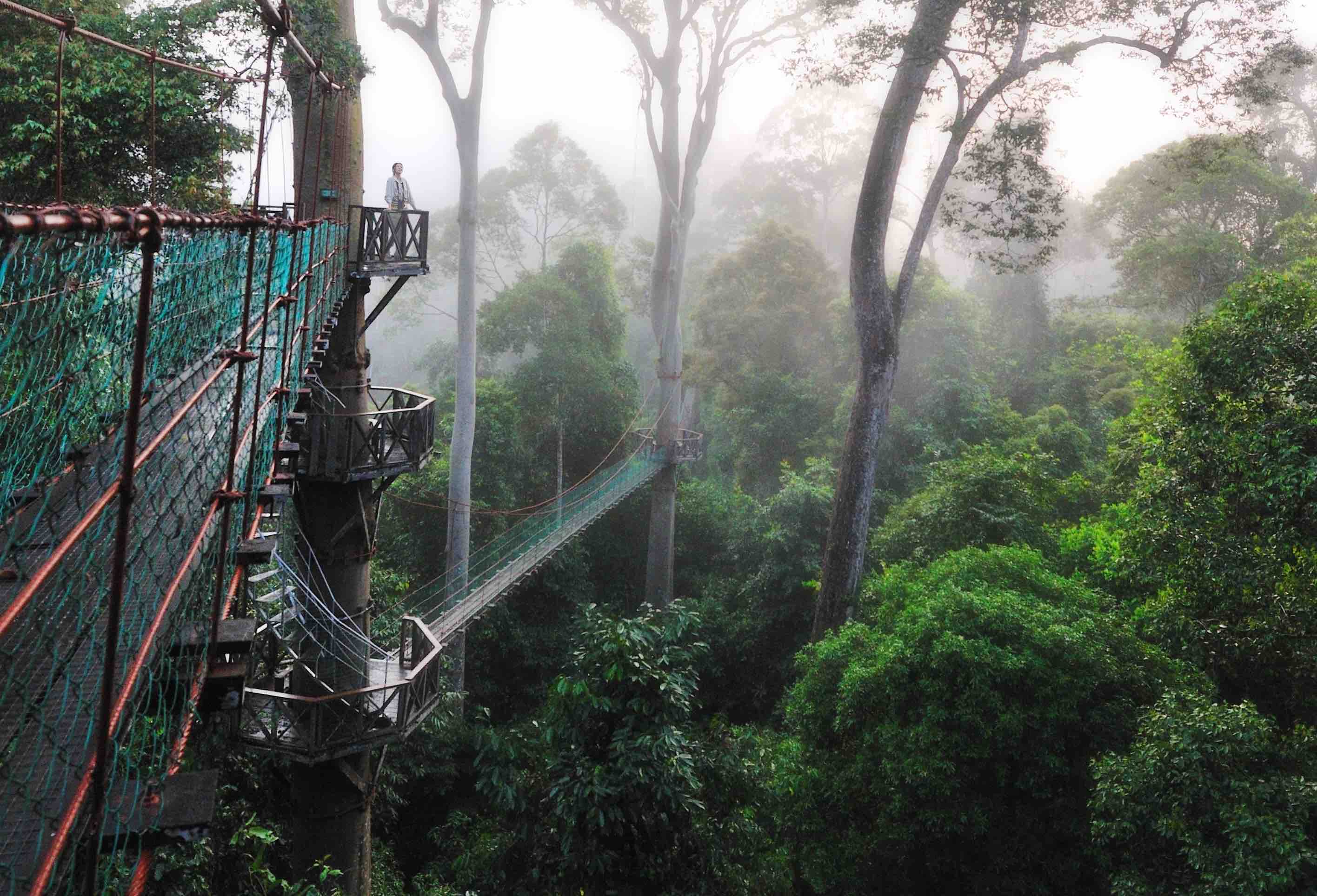 Canopy Walkway credit Borneo Rainforest Lodge