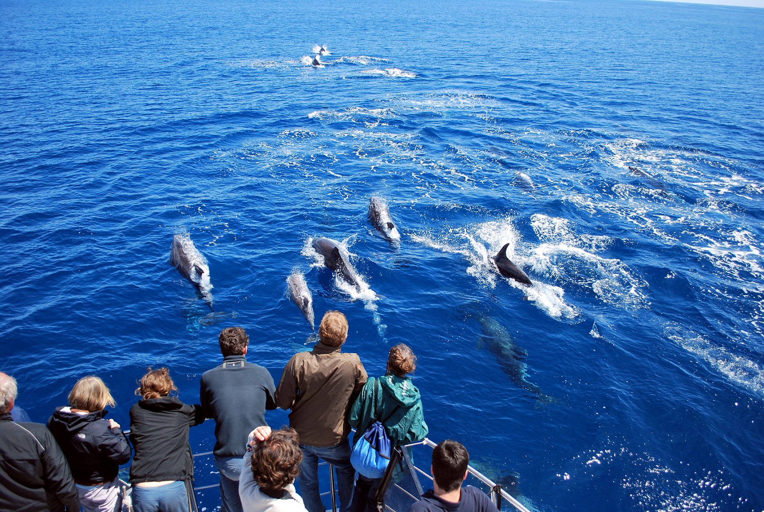 Dolphin watching 1