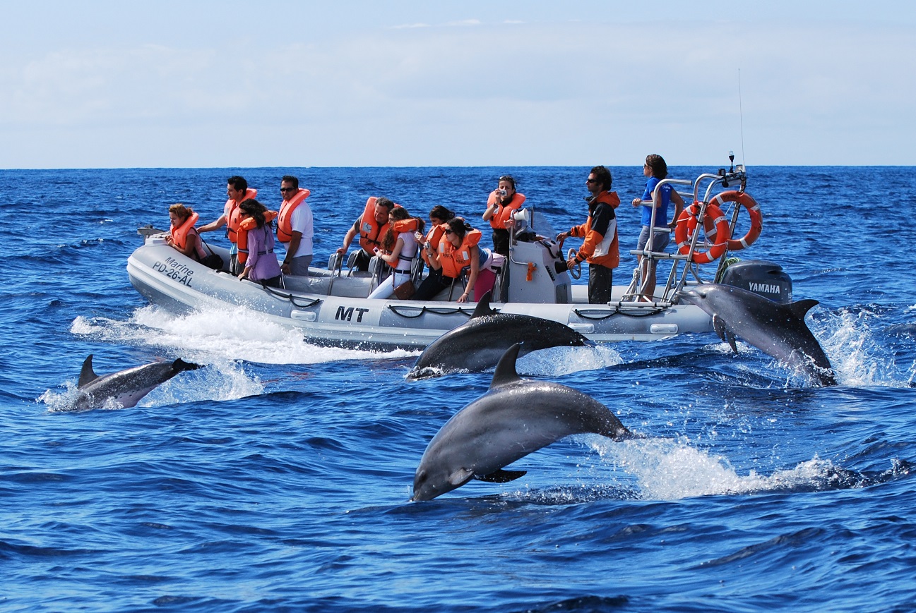 Dolphin watching 4 credit Futurismo Azores Adventures 2