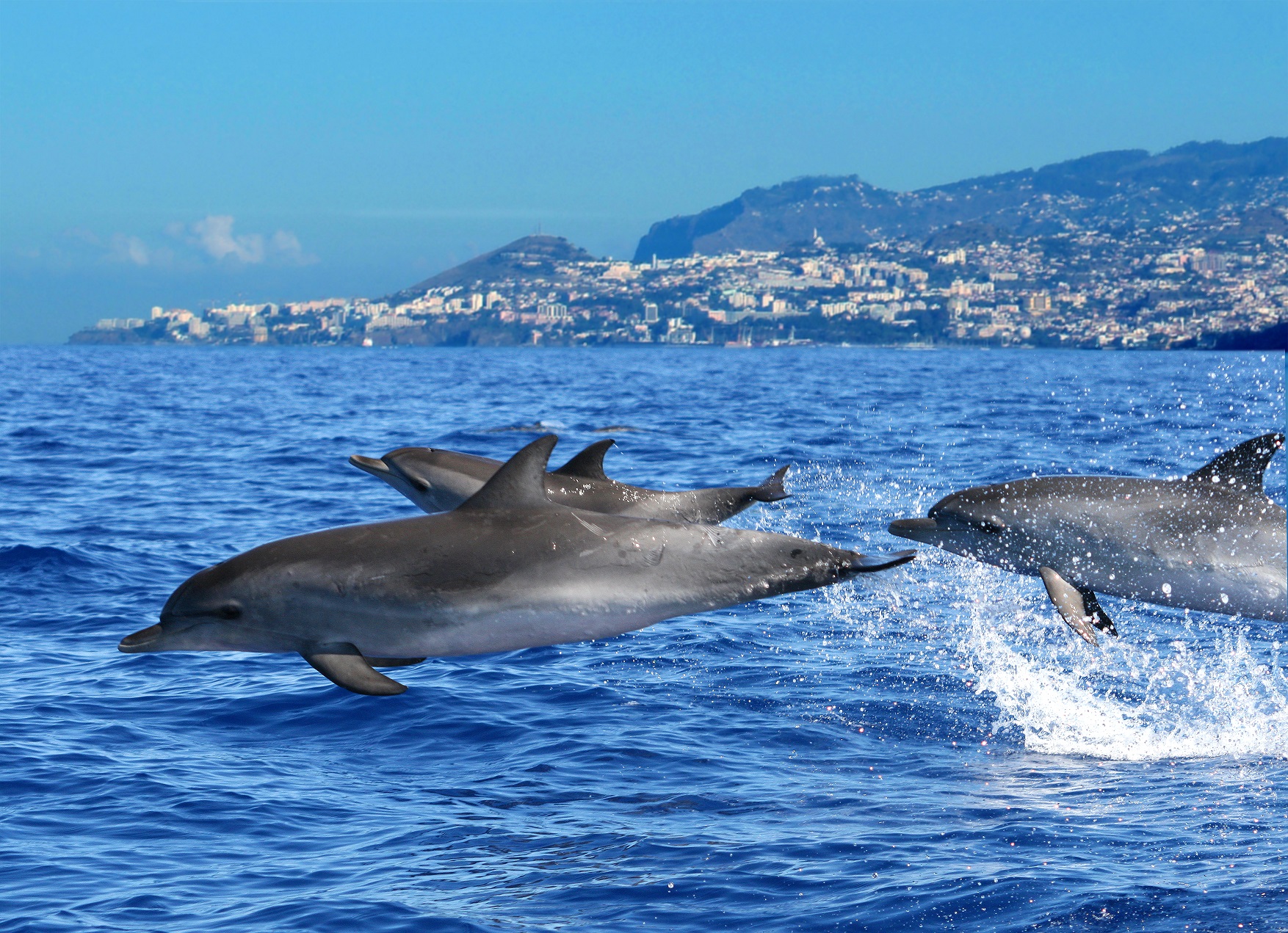 Dolphins Credit Madeira Promotion Bureau