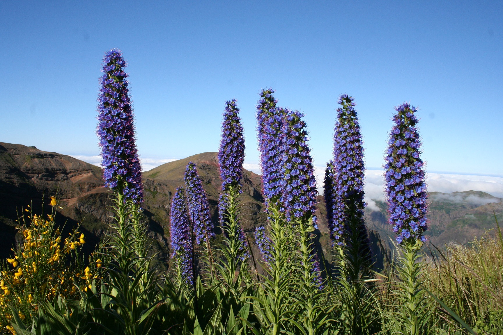 Echium candicansCarlosViveiros 2