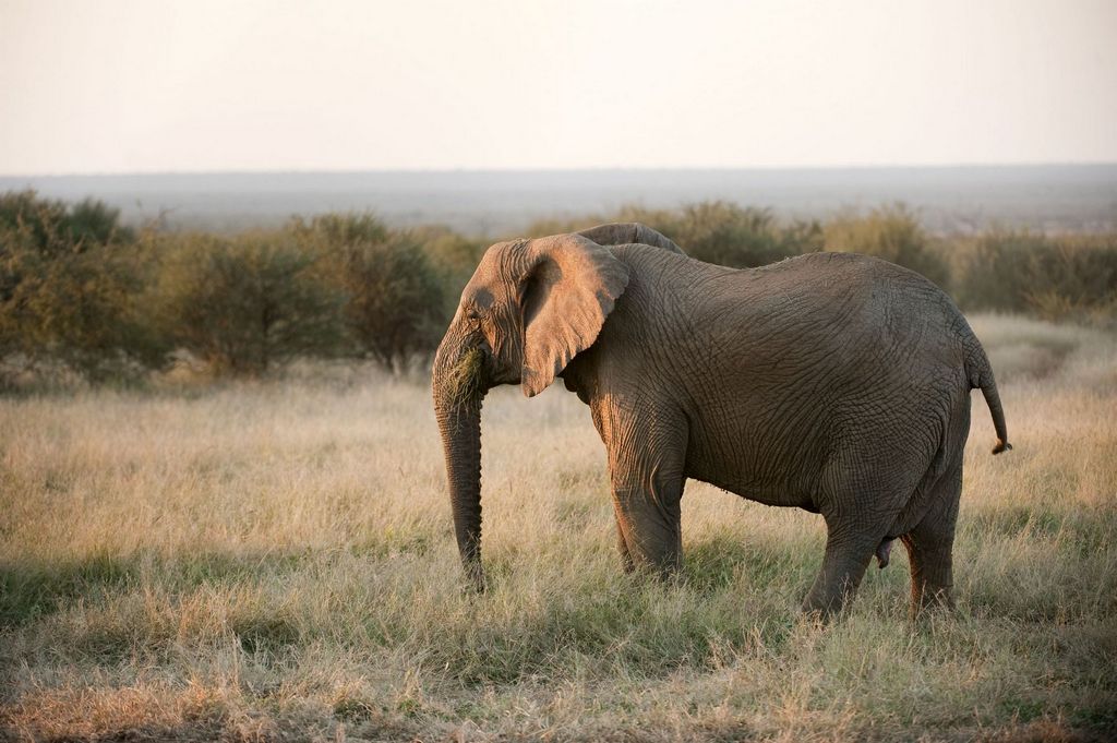 Elephant looking into the sunset South African Tourism