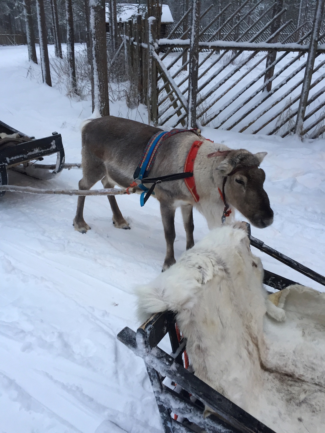 GRETA REINDEERR 2