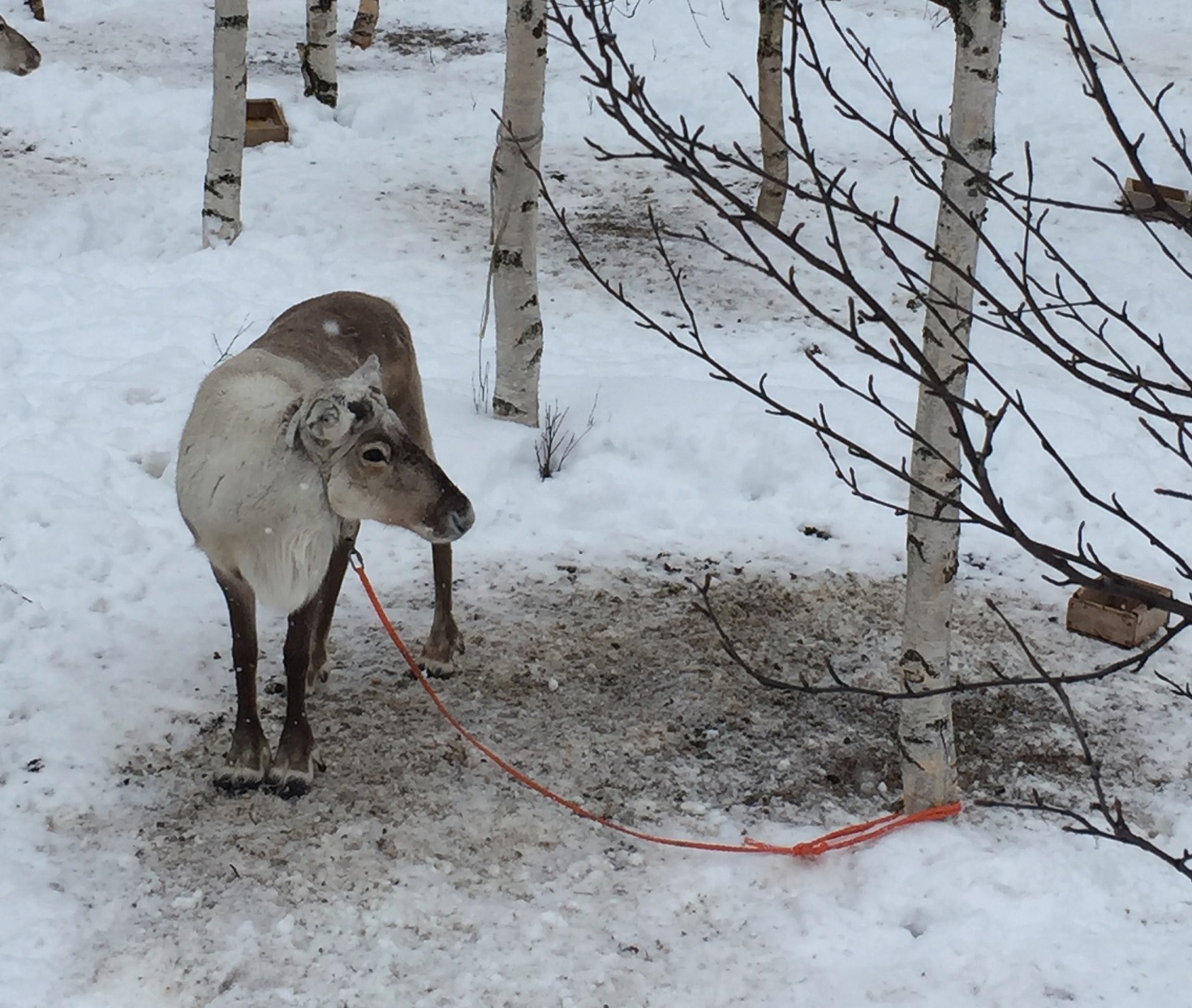 GRETA REINDEER LUOSTO