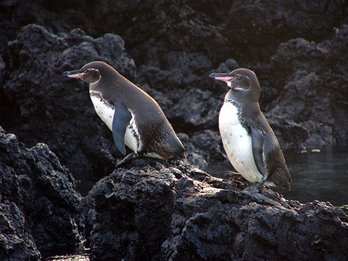 Galapagos