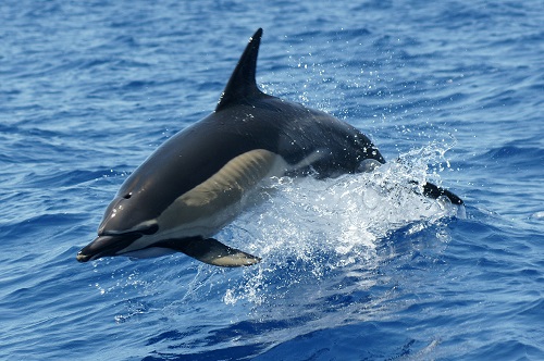 Madeira