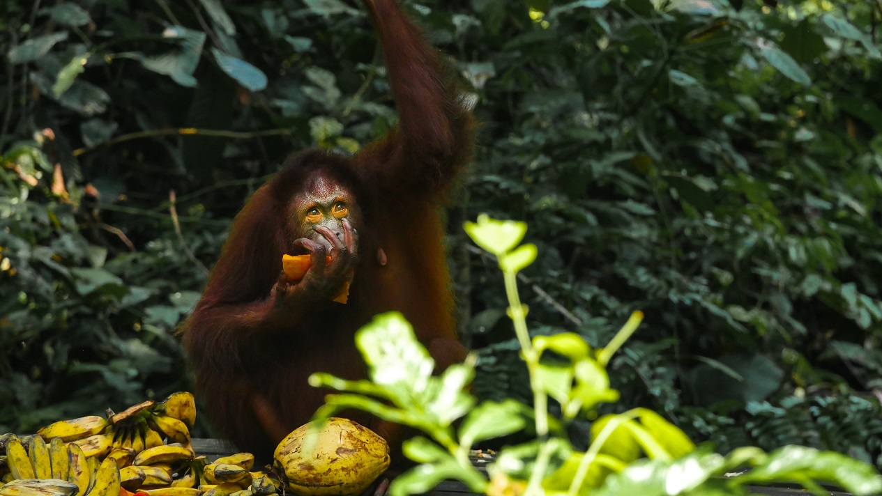 P1100164 Orangutan Credit Borneo Dream resize