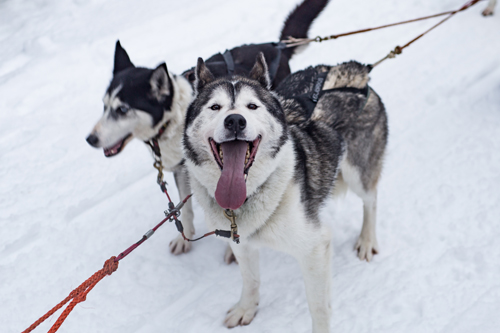 Husky Sled Vuokatti - Image Credit: Matt Robinson