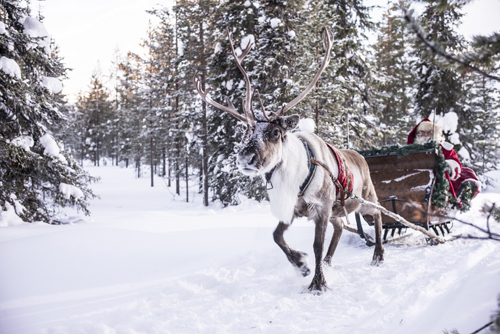 Reindeer Sled In The Snow  - Image Credit: Kimmo Syvari and Visit Finland