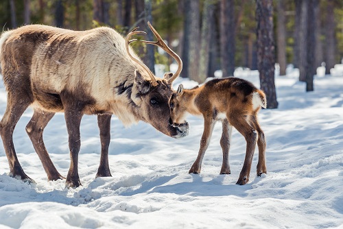 Reindeer