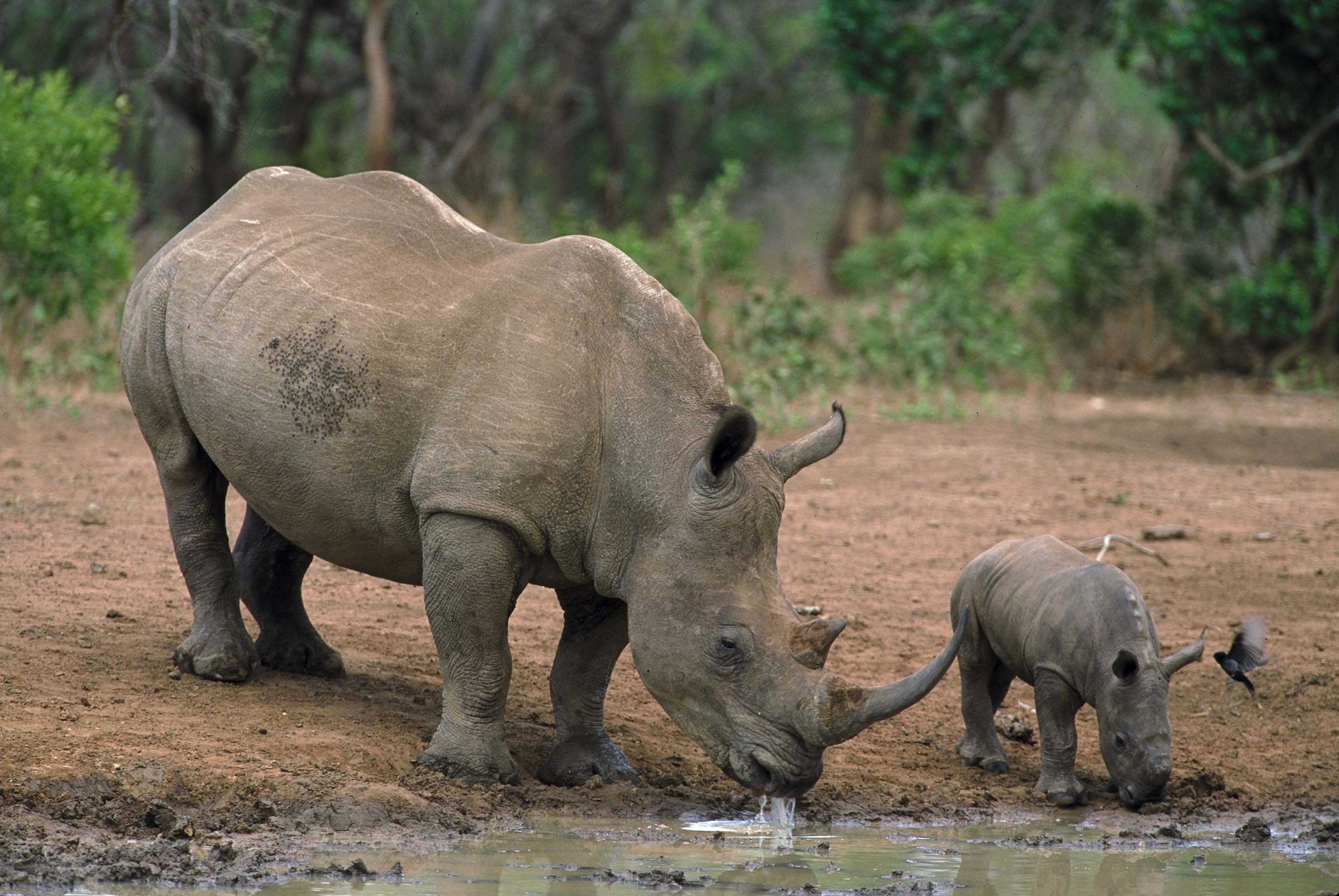 Rhinos Drinking South Africa credit South African Tourism