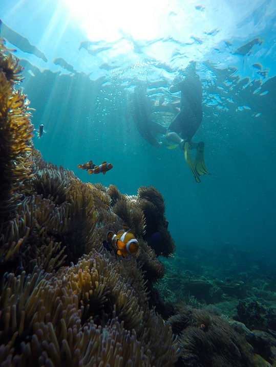 Snorkellers find Nemo Credit Borneo Dream resize