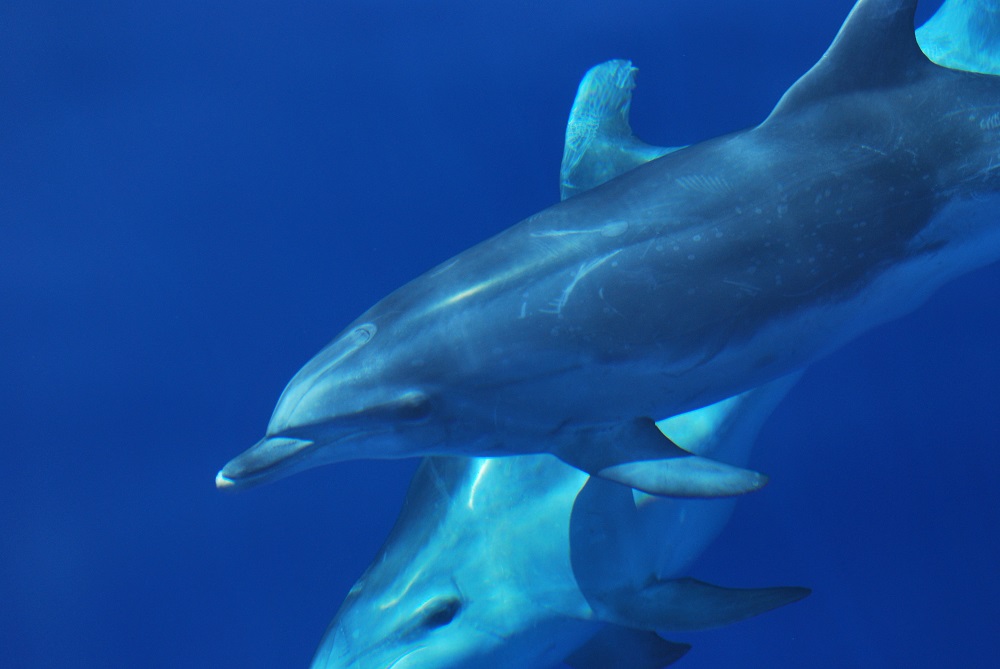 Swimming with dolphins 2 Credit Futurismo Azores Adventure 2