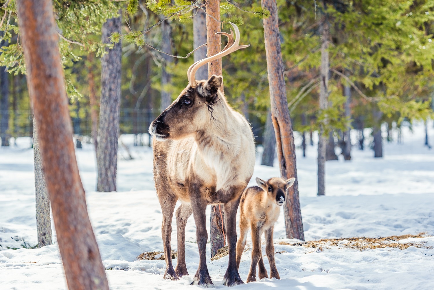 Torassieppi reindeer print 26 2