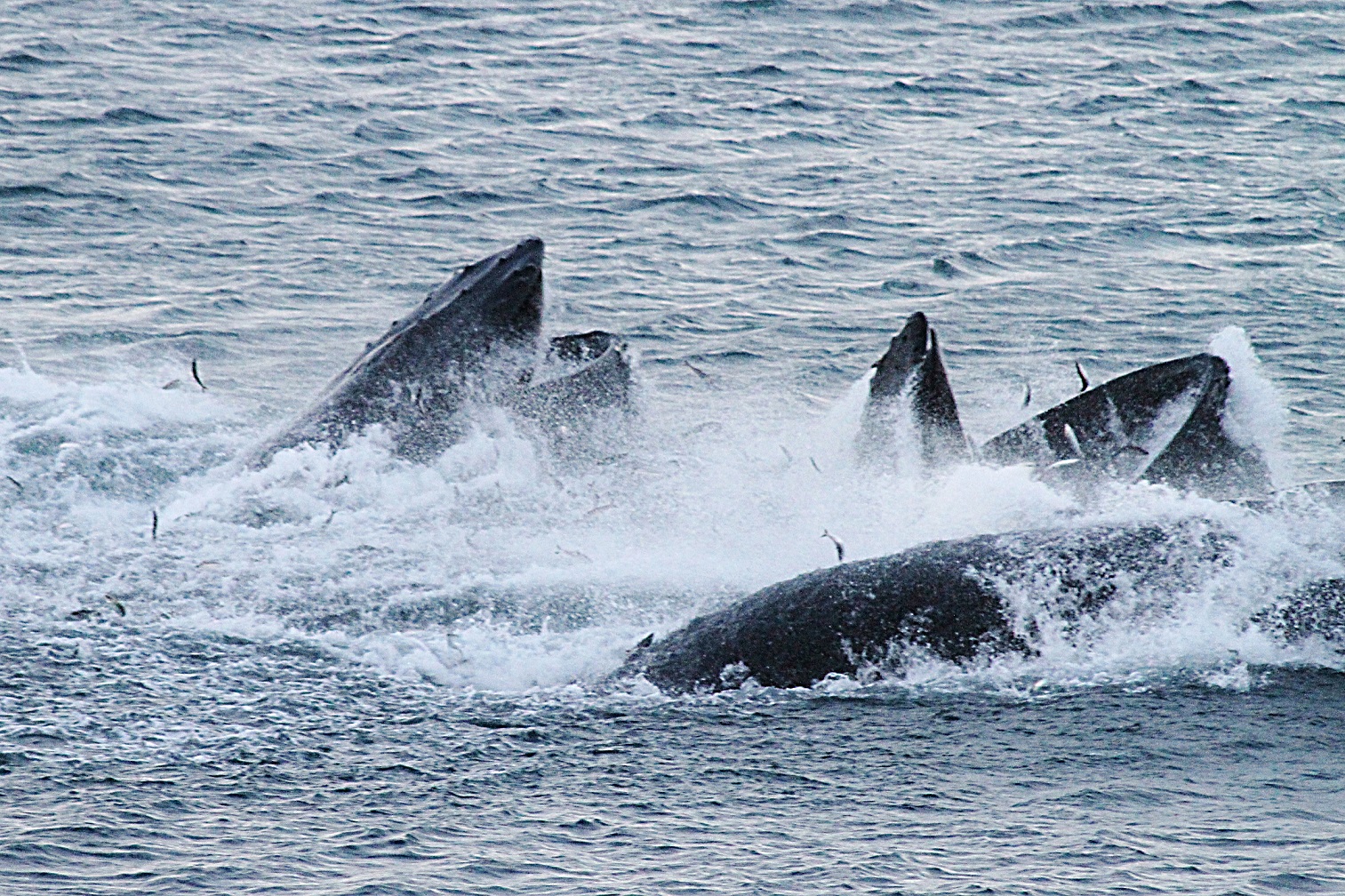 Whale huntig herring Sommarøy Sommarøy Arctic hotel 2