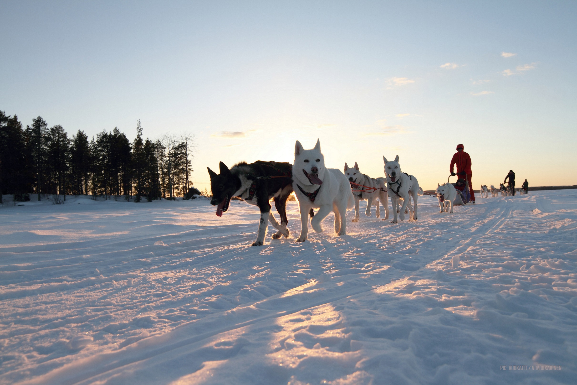 husky1 vuokattisafaris 2