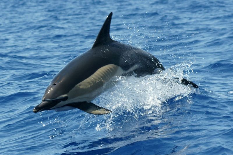 madeira