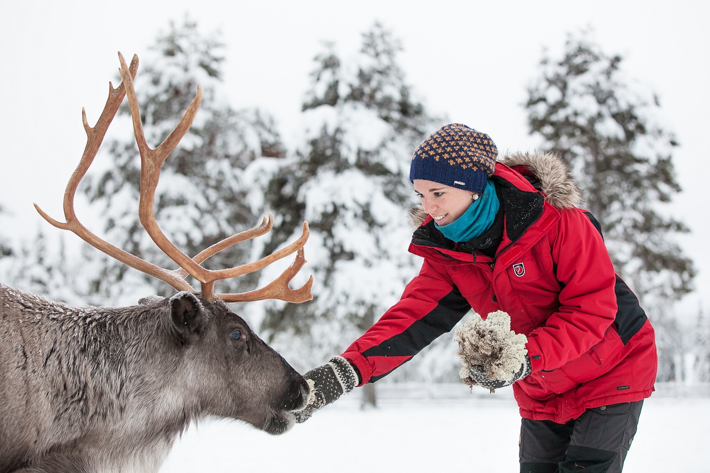 torassieppi reindeer print 2 2